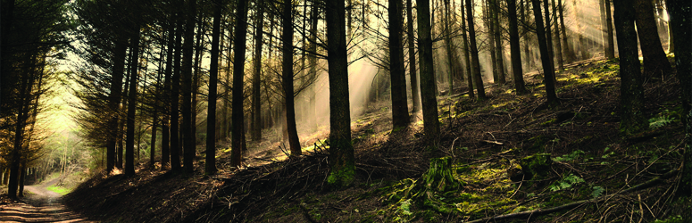 forest-header-dark.jpg