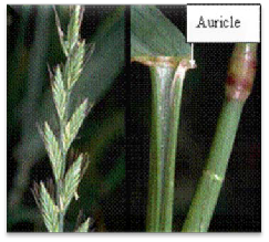 What is the life cycle of perennial ryegrass?